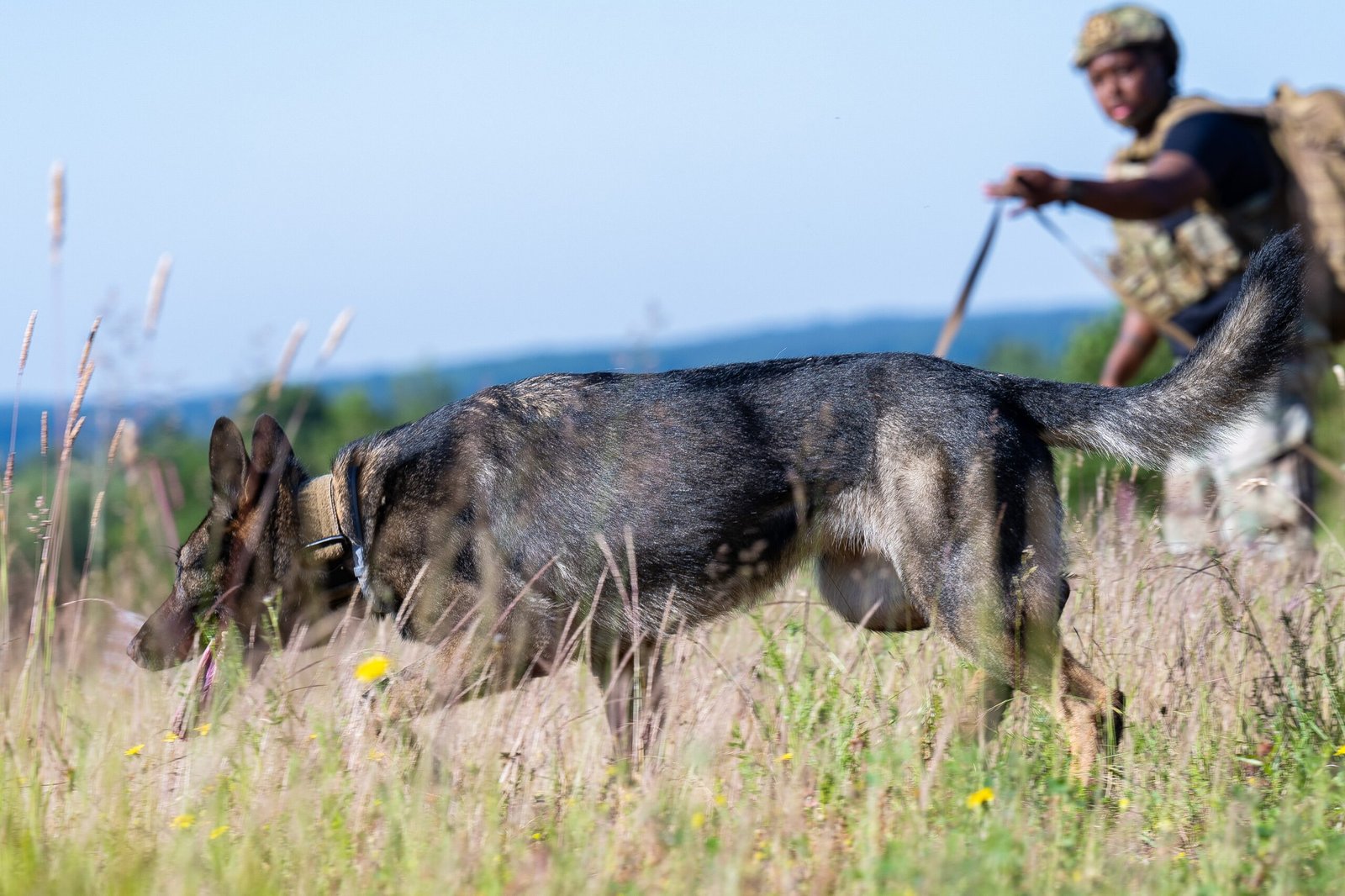 8. Human Scent Trails: Trackers Extraordinaire (image credits: wikimedia)