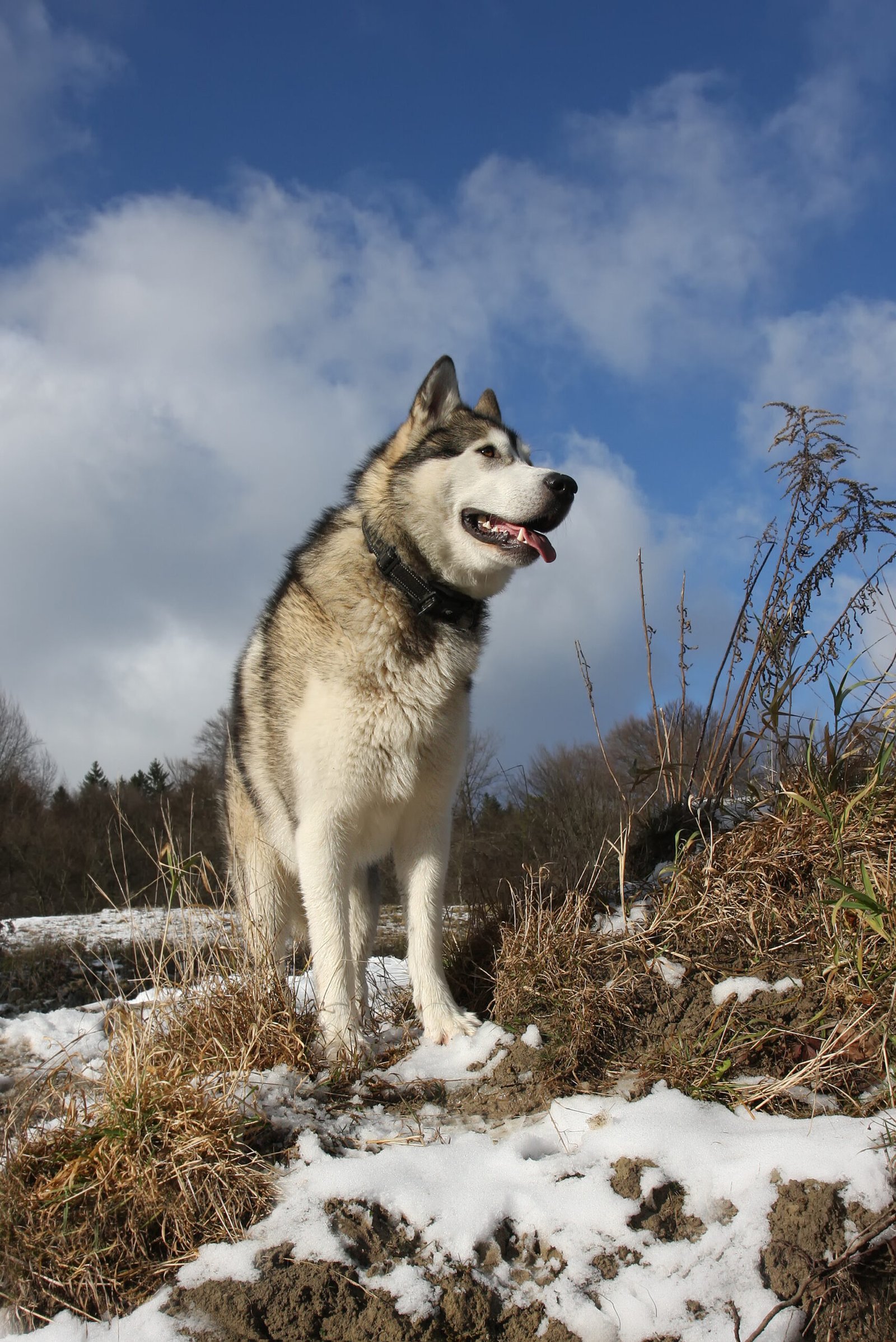 Choosing the Right Malamute (image credits: wikimedia)
