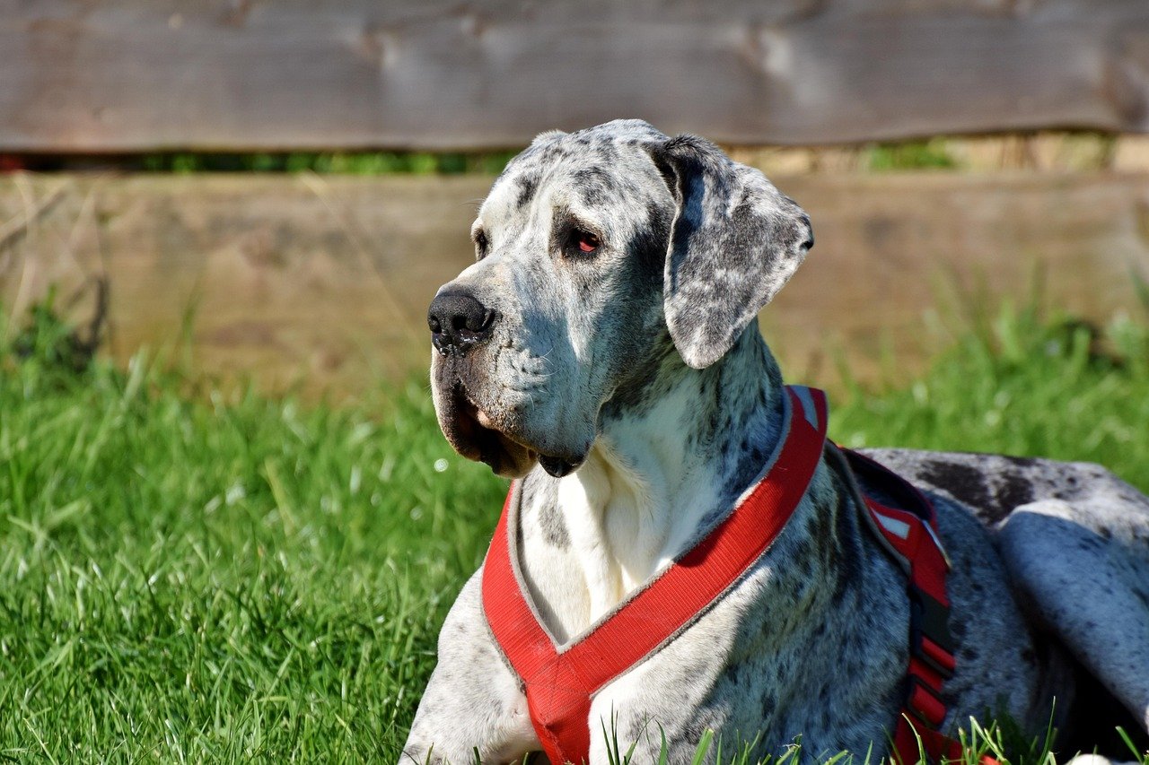 The Gentle Giant: Great Dane (image credits: pixabay)