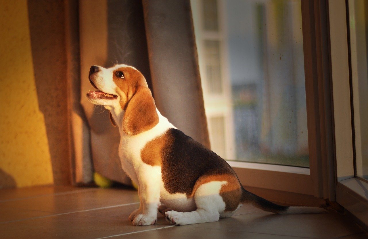 The Vocal Protester: Beagle (image credits: pixabay)