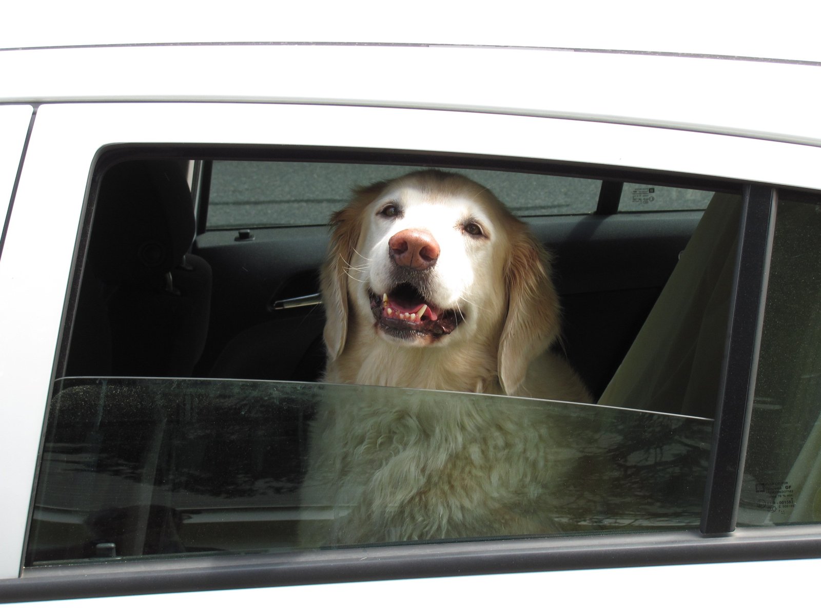 Joy in Simple Pleasures (image credits: wikimedia)