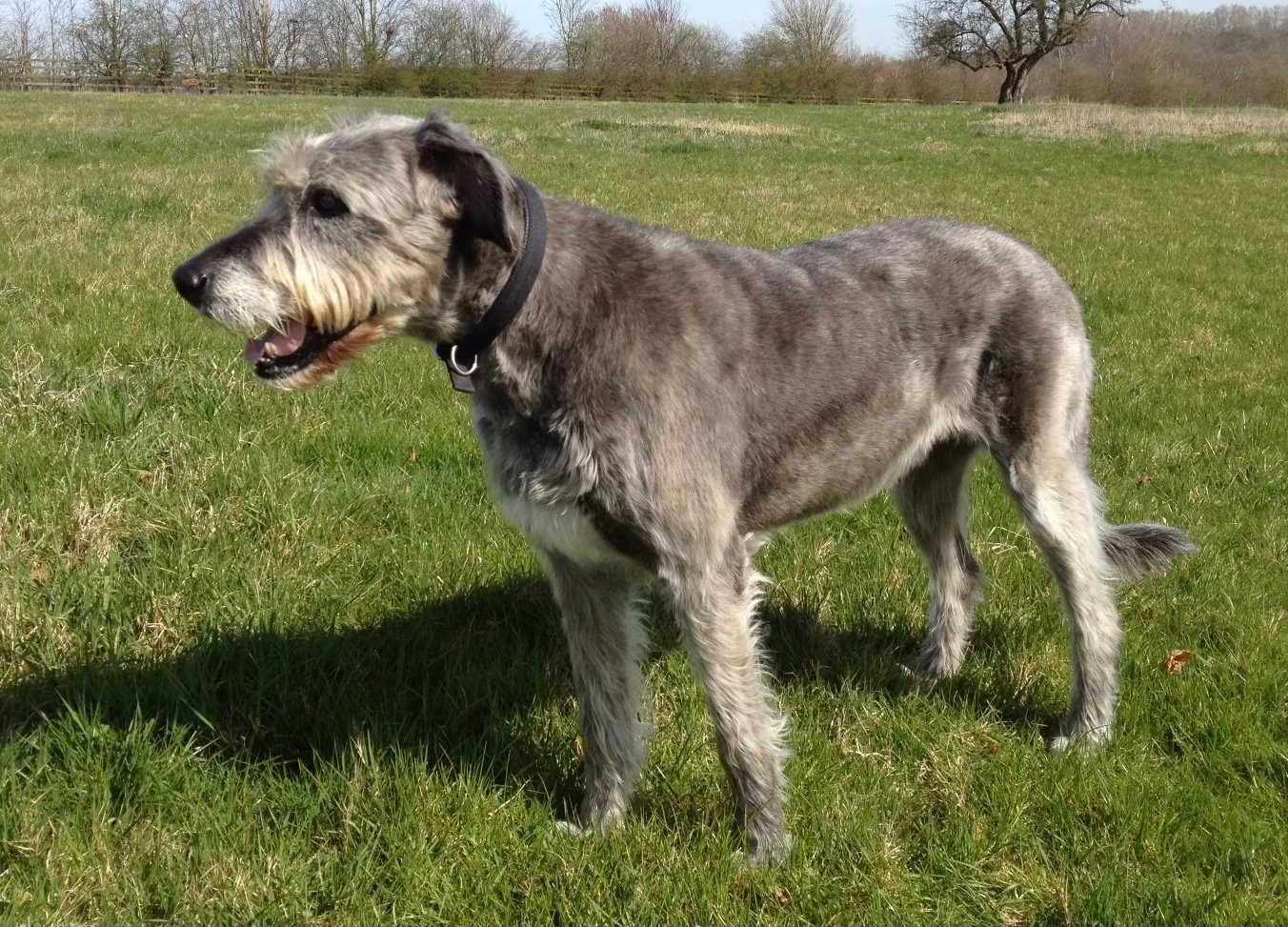 Irish Wolfhound: The Tall Yet Tame Companion (image credits: wikimedia)