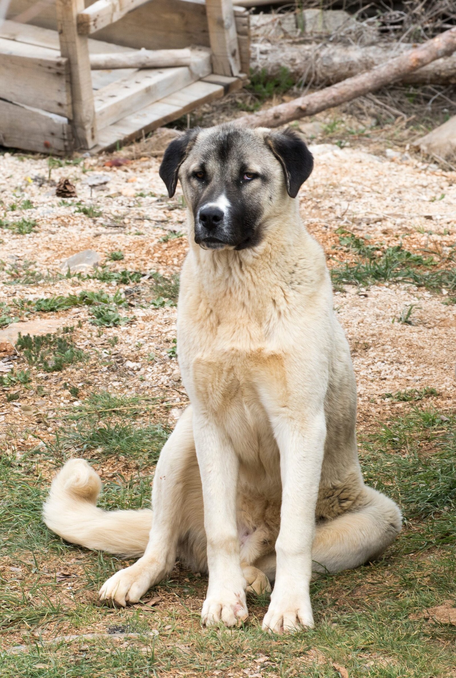 Anatolian Shepherd: The Loyal and Protective Guardian (image credits: wikimedia)