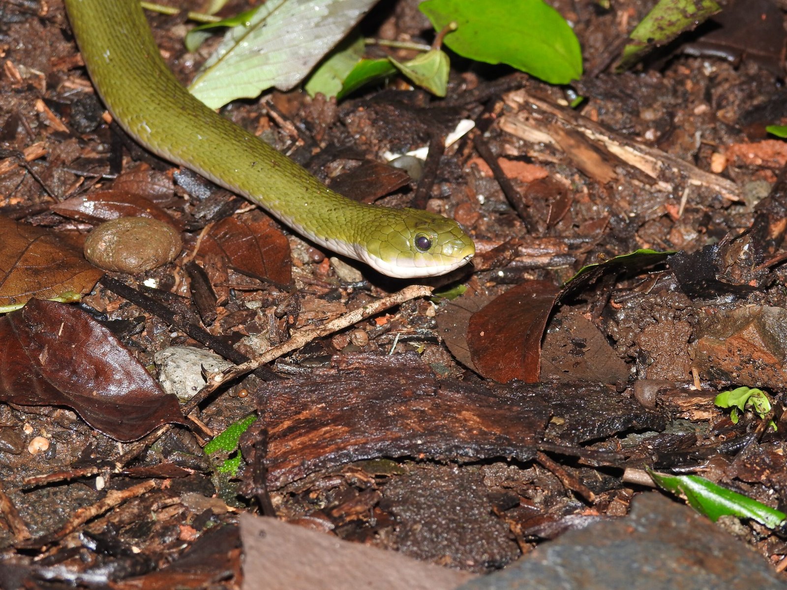 Feeding Your Snake (image credits: wikimedia)