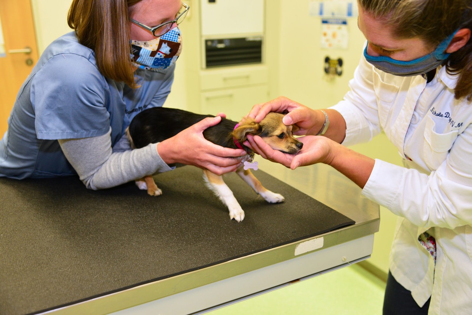 Preparing for Veterinary Care (image credits: wikimedia)