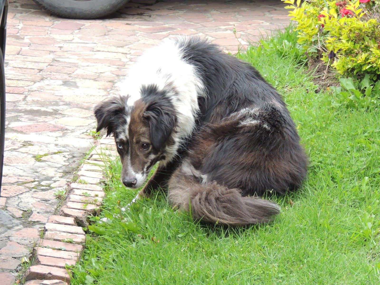 Trust in Their Instincts (image credits: wikimedia)