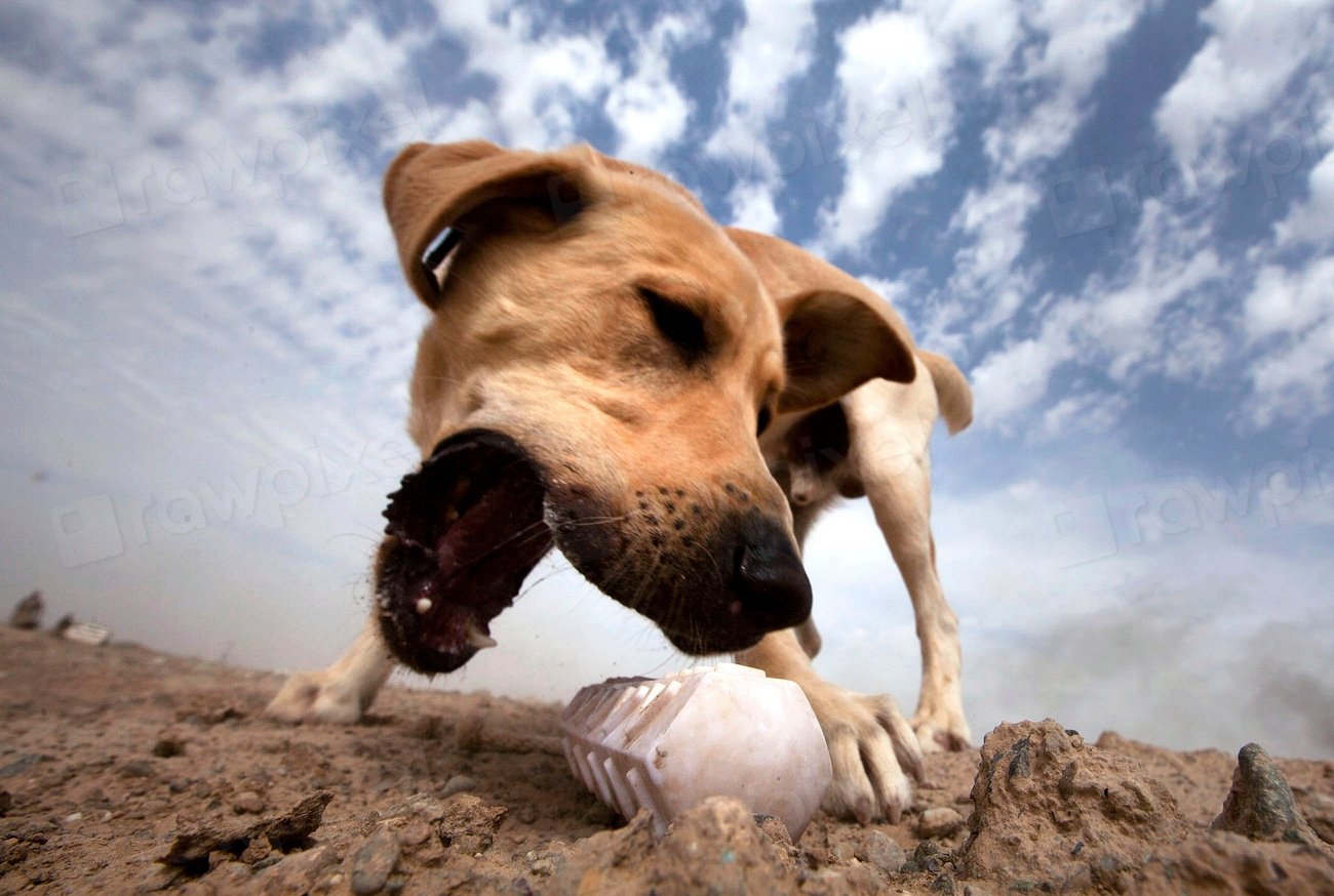 Encourages Exploration and Curiosity (image credits: rawpixel)