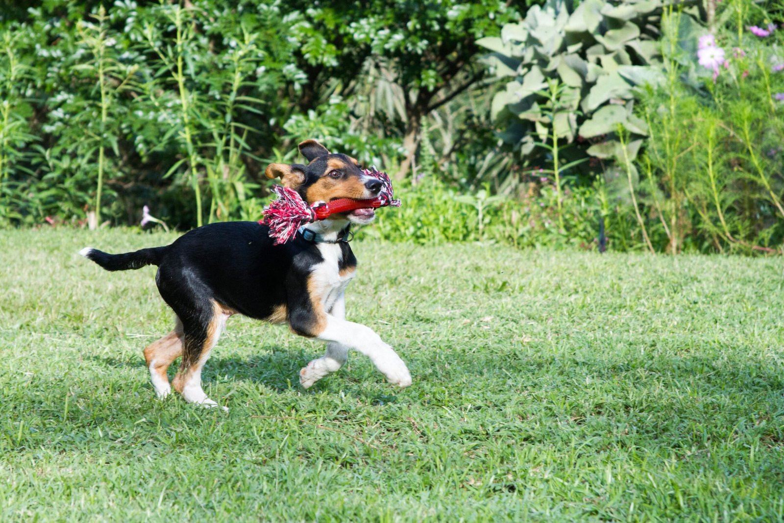 Enhances Overall Well-Being (image credits: wikimedia)