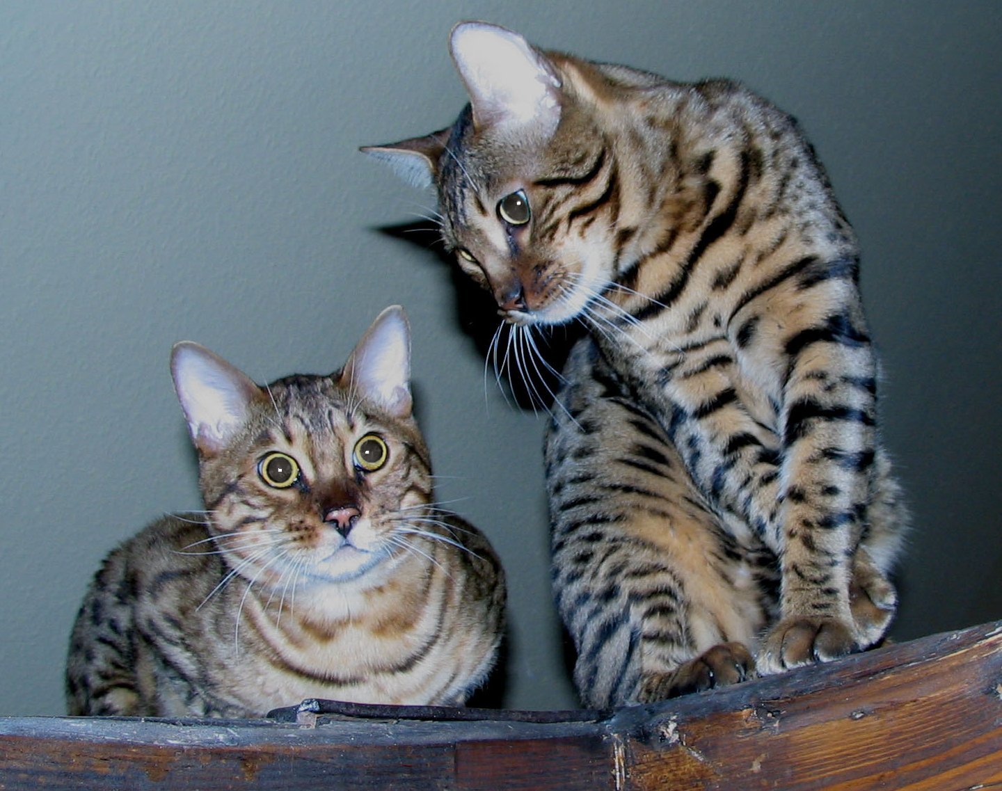 Understanding Their Social Needs (image credits: wikimedia)
