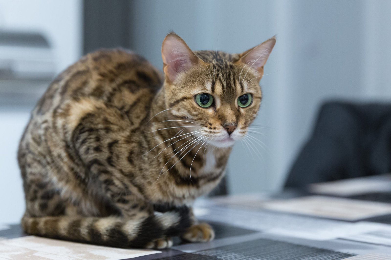 10 Tips on Caring for a Bengal Cat