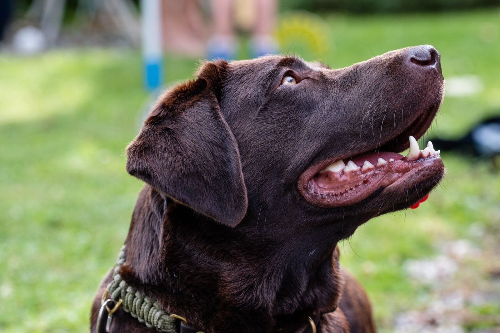 Labrador Retriever: The Versatile Adventurer (image credits: wikimedia)