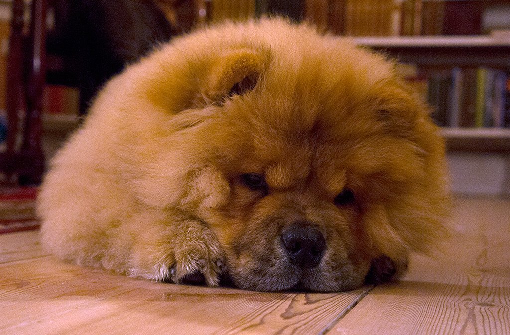 Understanding the Chow Chow's Temperament (image credits: wikimedia)