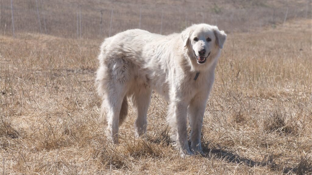 Origins of the Akbash Dog