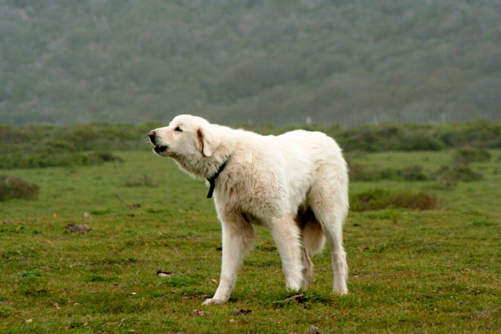 Everything You Need to Know About the Mountain Guardian, The Akbash Dog