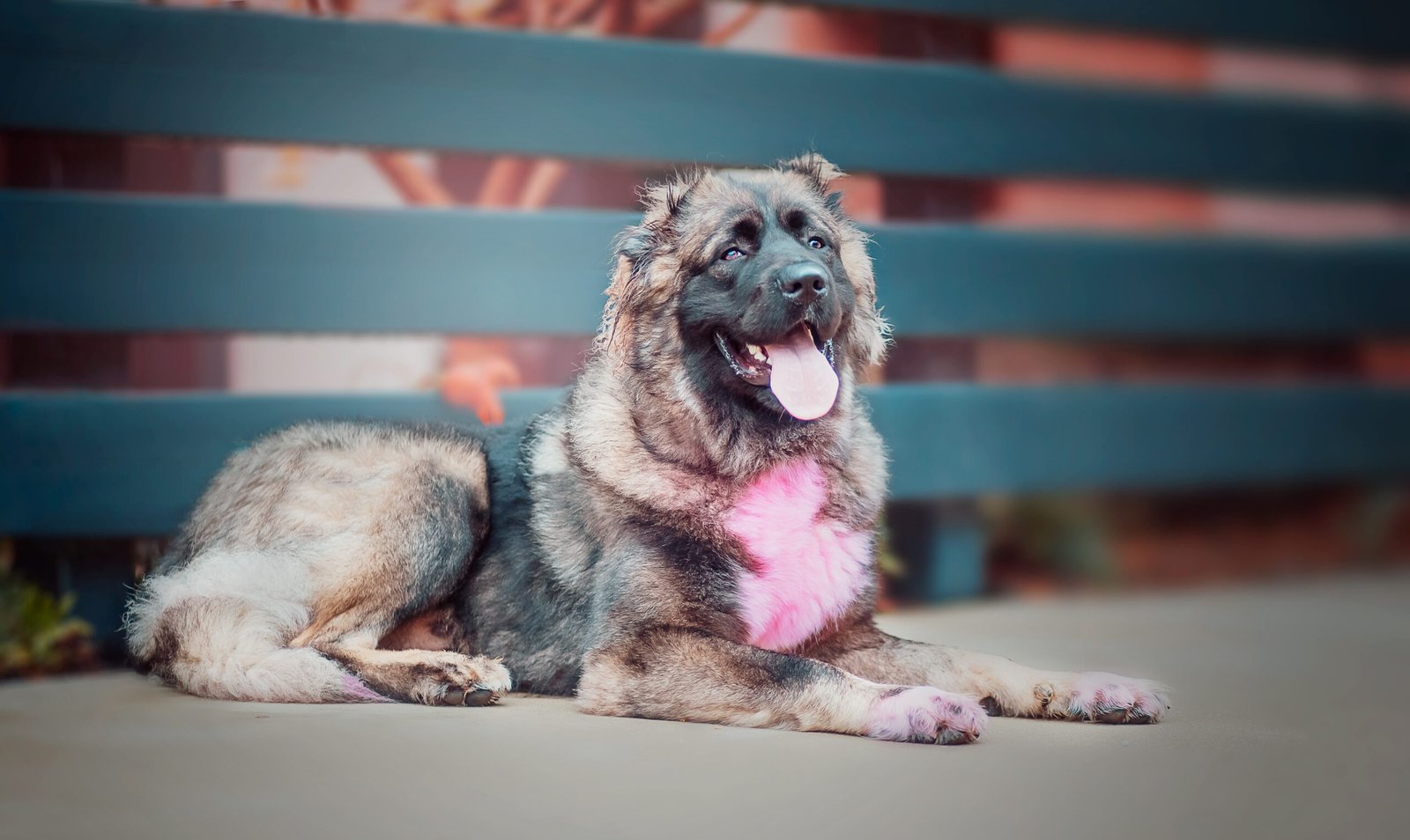 13 Incredible Facts About The Powerful Caucasian Ovcharka Dog