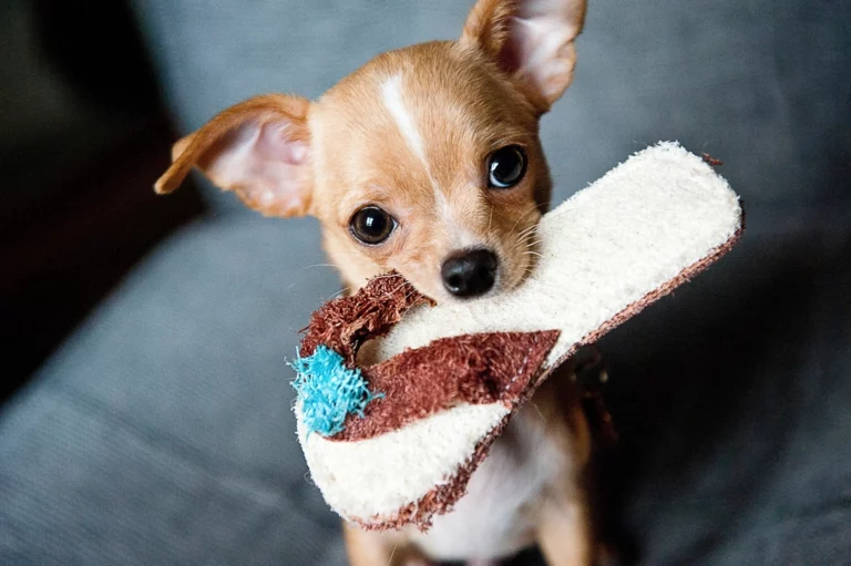 Can Dogs Have a Sense of Humor? Exploring the Mischievous Behavior of Your Furry Friend