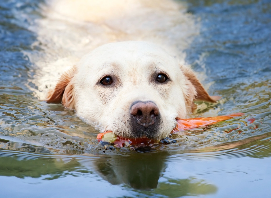 Recognizing Extroverted Dogs (image credits: rawpixel)