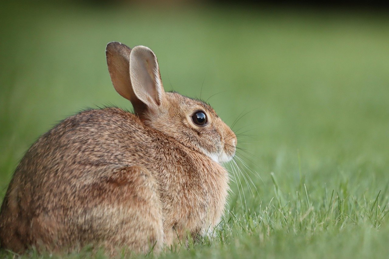 Rabbits: The Quick Sprinters (image credits: pixabay)