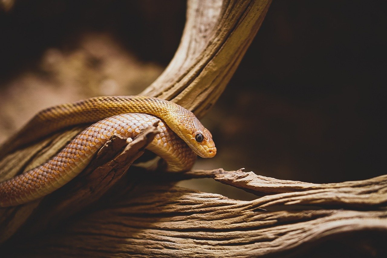 Snakes: The Slithering Mysteries (image credits: pixabay)