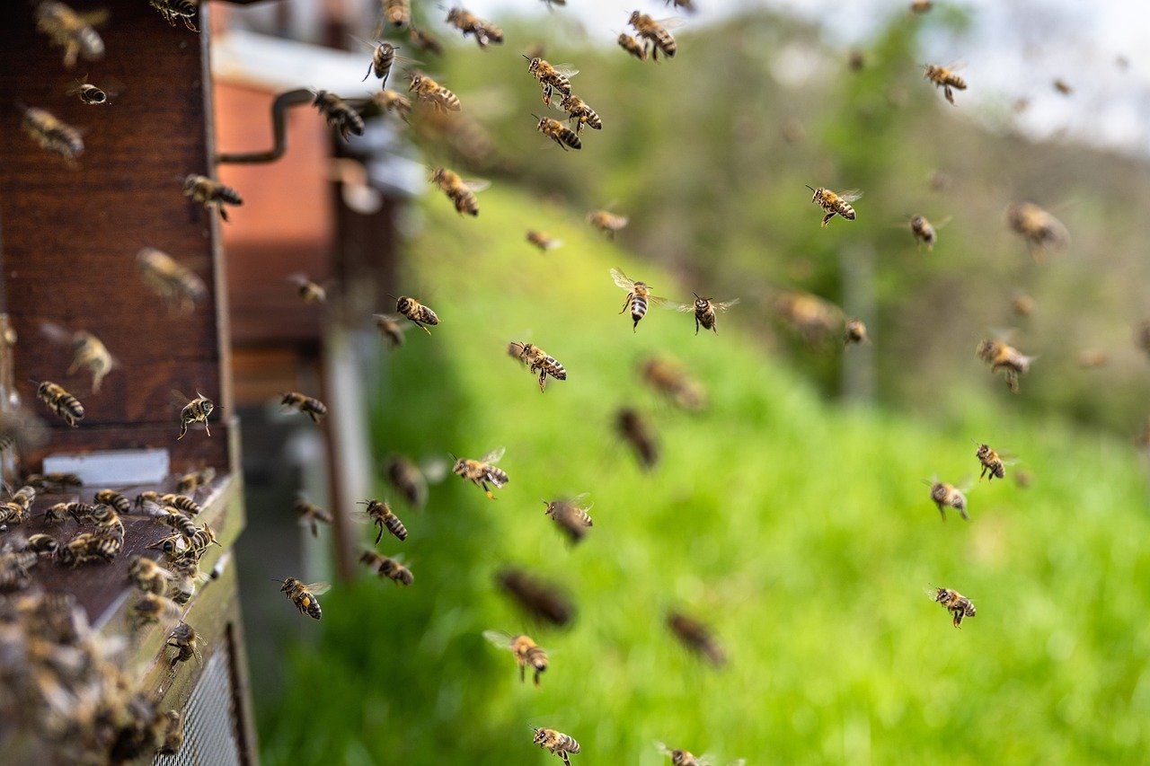 Bees: The Buzzing Menace (image credits: pixabay)
