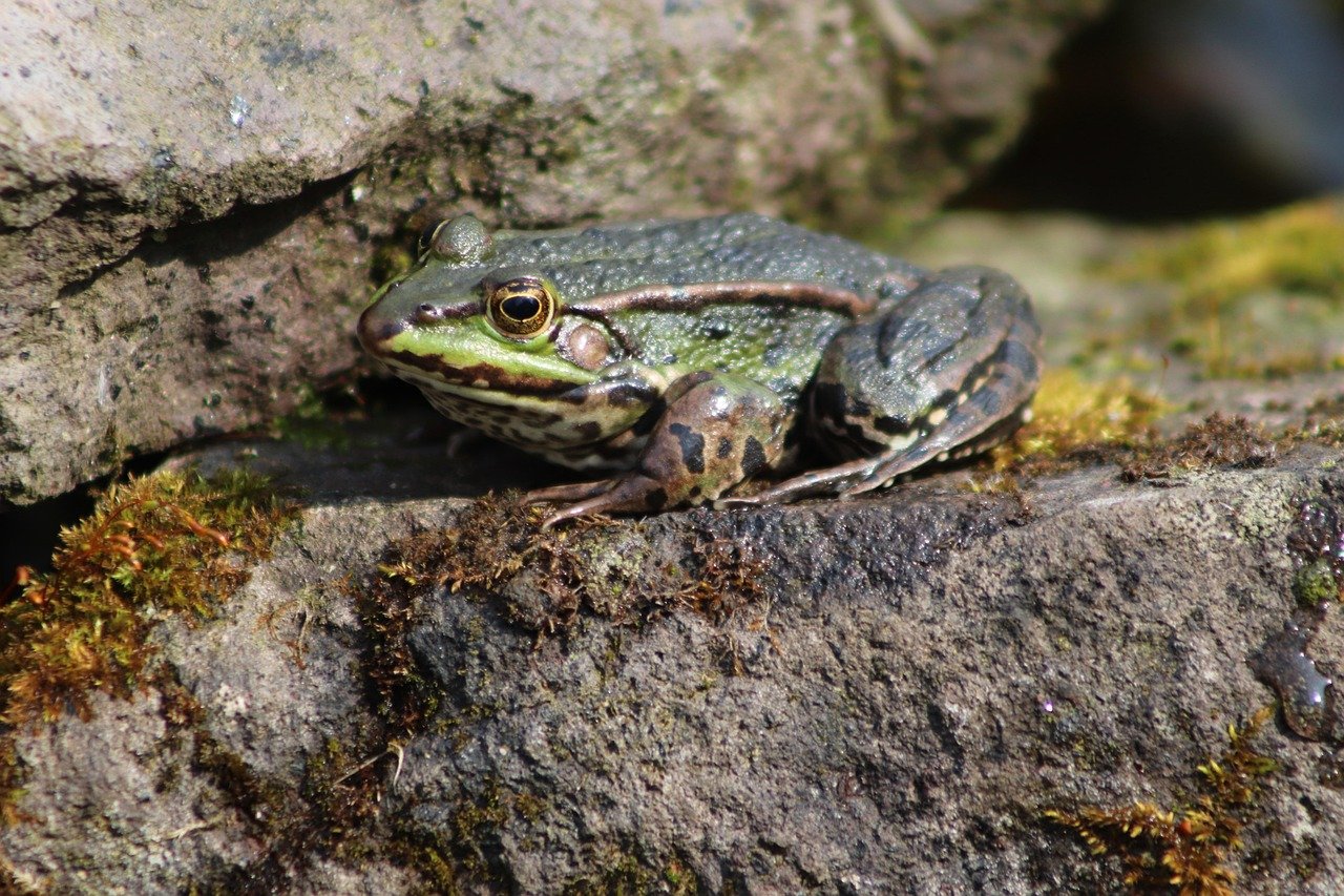 Frogs: The Hopping Enigmas (image credits: pixabay)