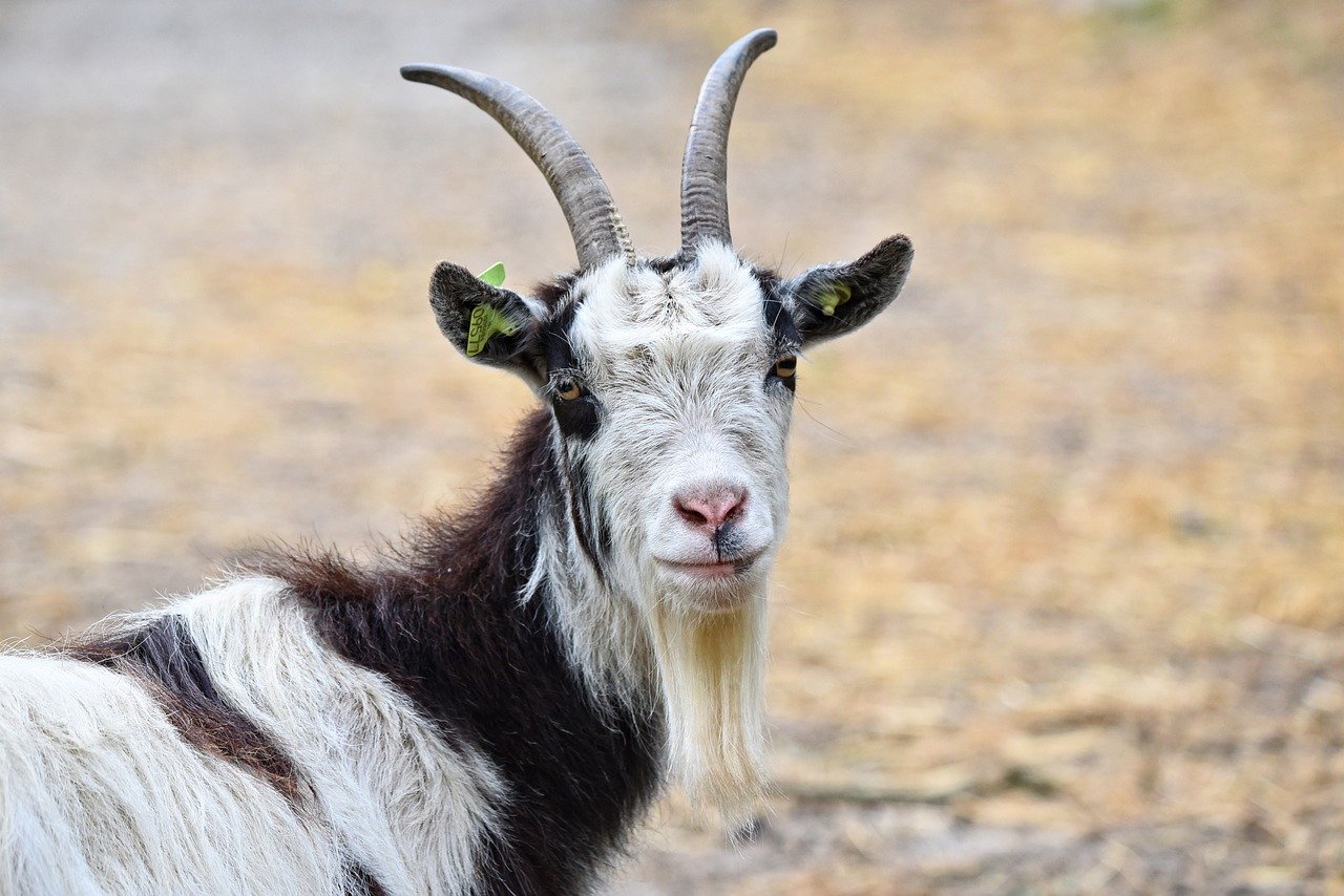 Goats: The Unyielding Opponents (image credits: pixabay)