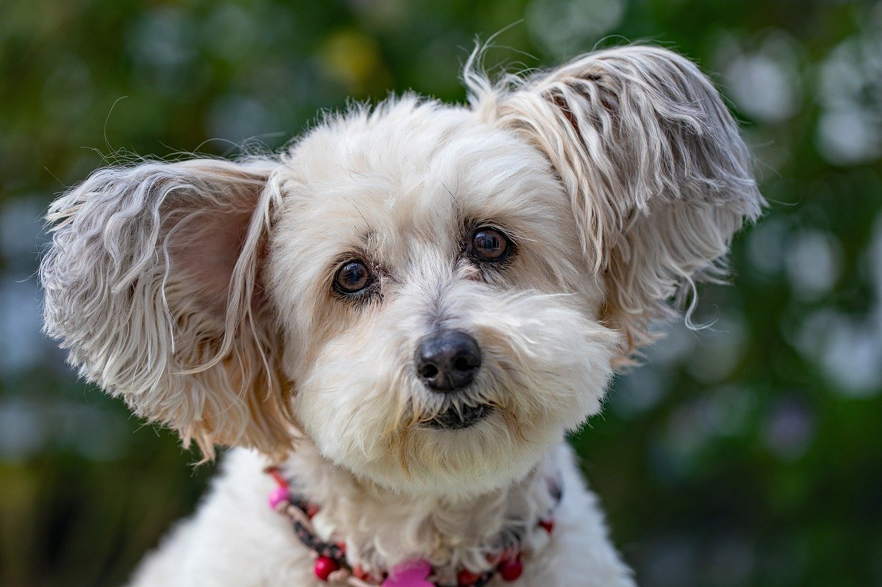 Facial Expressions: More Than Just Puppy Eyes (image credits: pixabay)