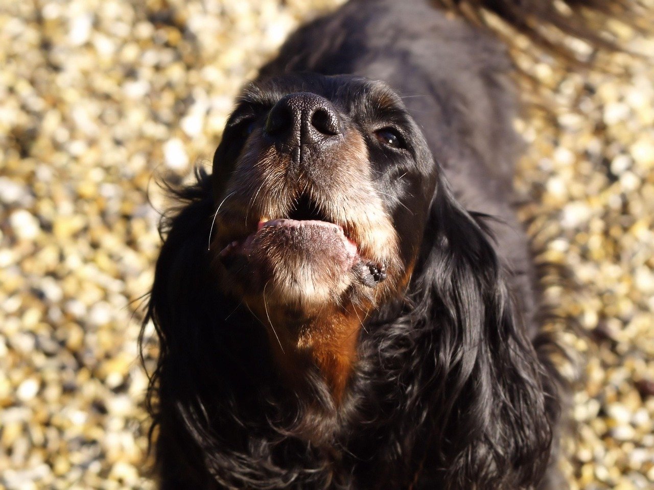 Vocalizations: Barking, Whining, and Growling (image credits: pixabay)
