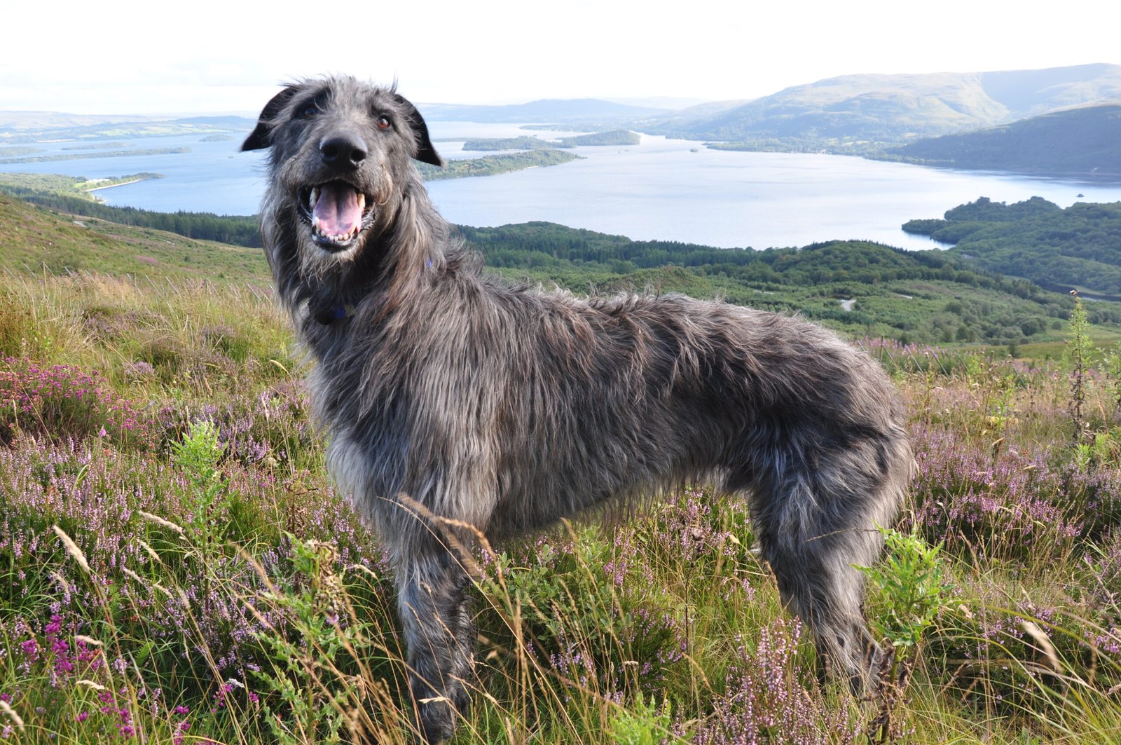Scientific Studies on Dog Behavior (image credits: wikimedia)