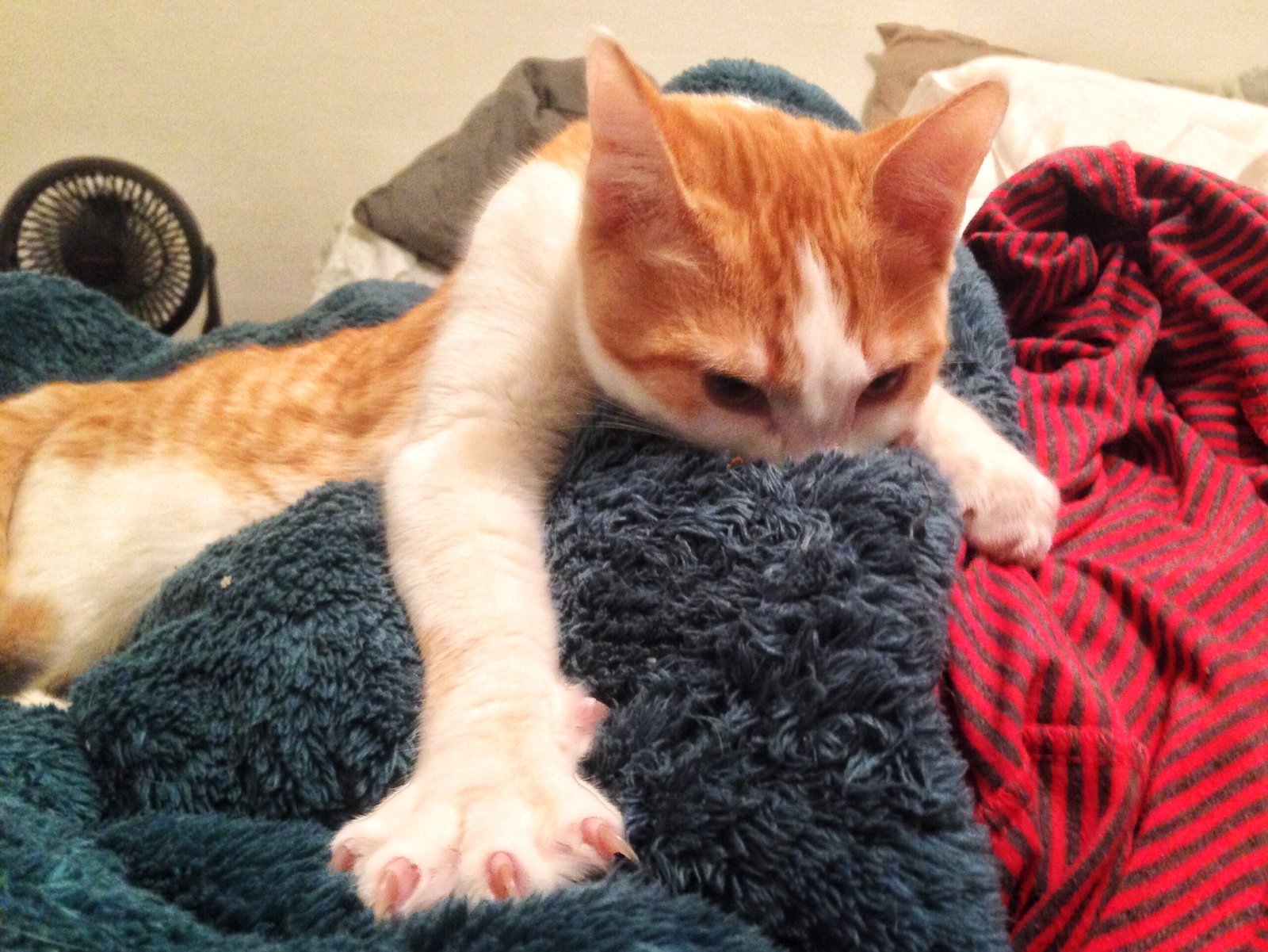 Pawing and Kneading (image credits: wikimedia)