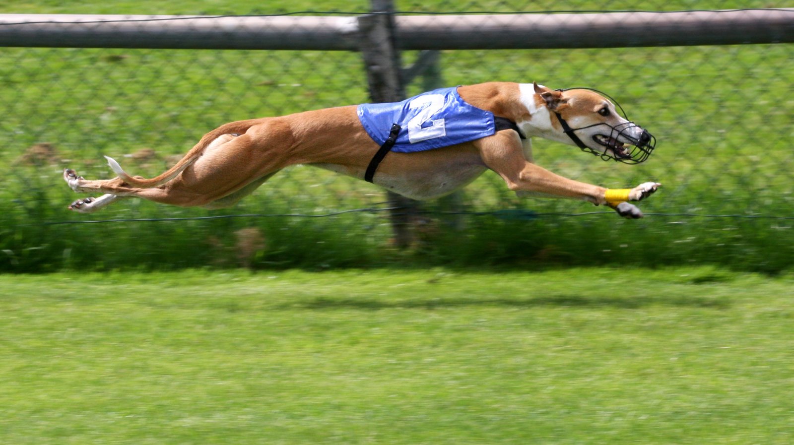 The Lightning-Fast Greyhound (image credits: wikimedia)