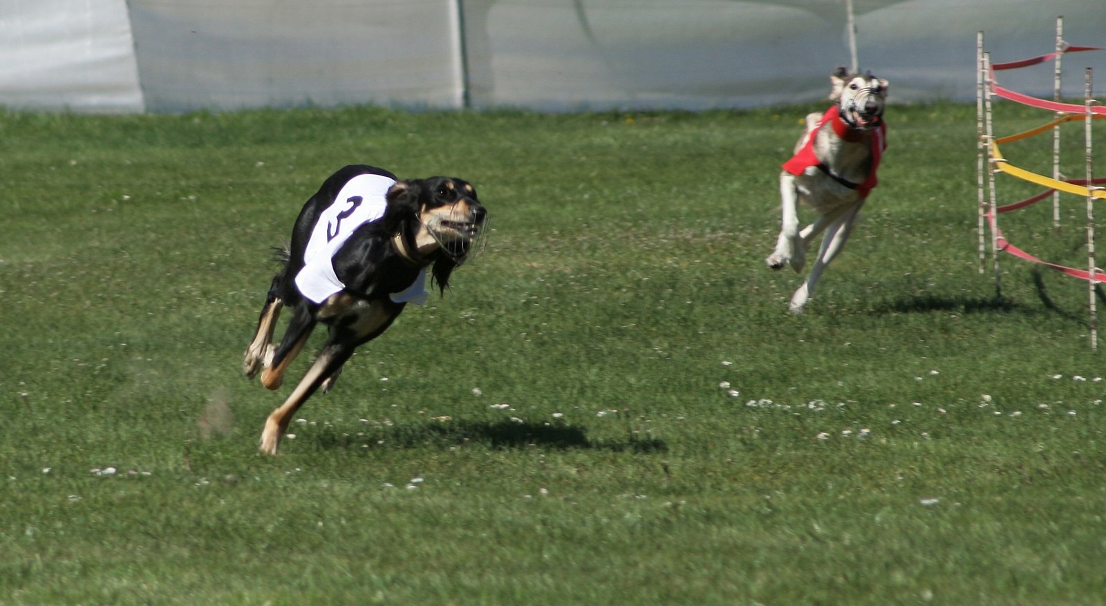 The Spirited Saluki (image credits: wikimedia)