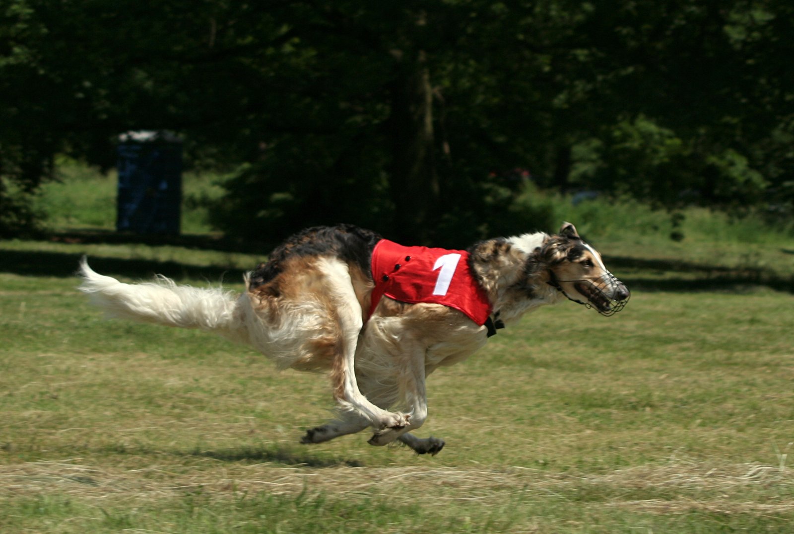 12 Fastest Dog Breeds in the World
