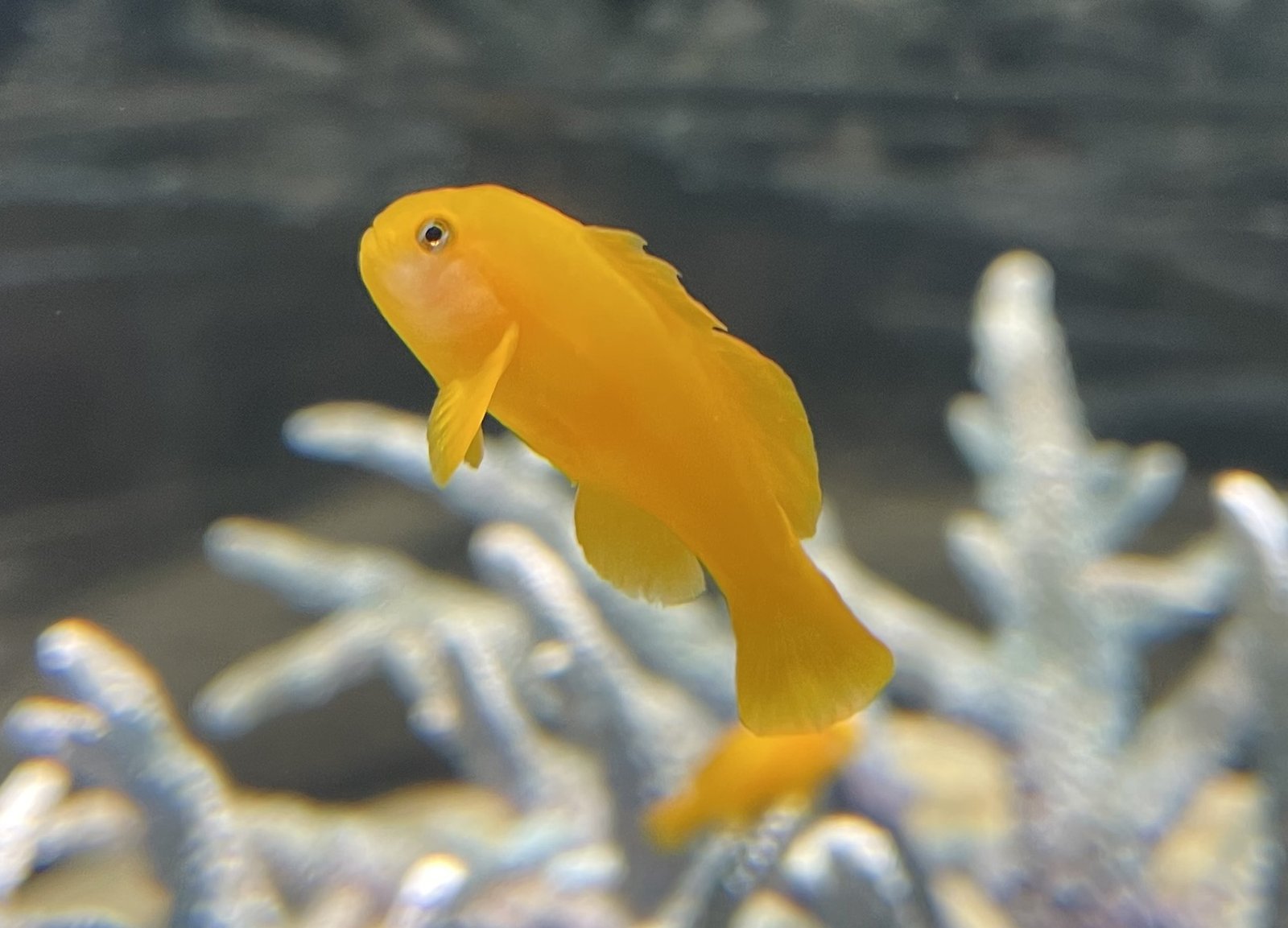 Yellow Clown Goby: The Tiny, Bright Star of Your Reef Tank! (image credits: wikimedia)
