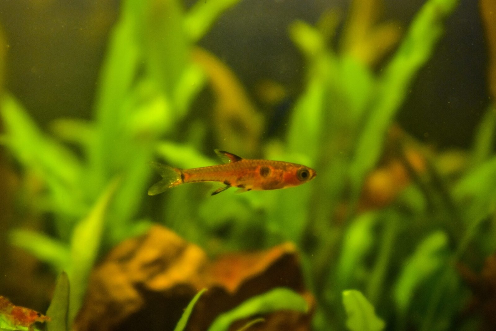 Boraras maculatus: The Charming Dwarf Rasbora (image credits: wikimedia)