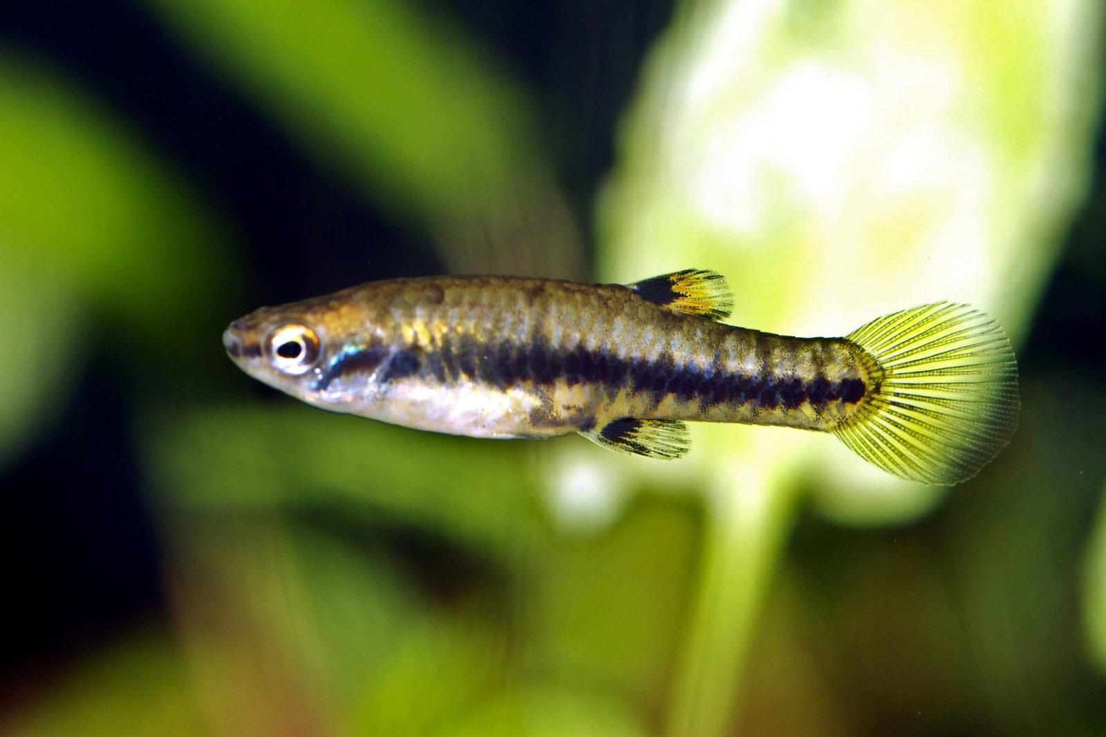 Heterandria Formosa: The Least Killifish (image credits: wikimedia)