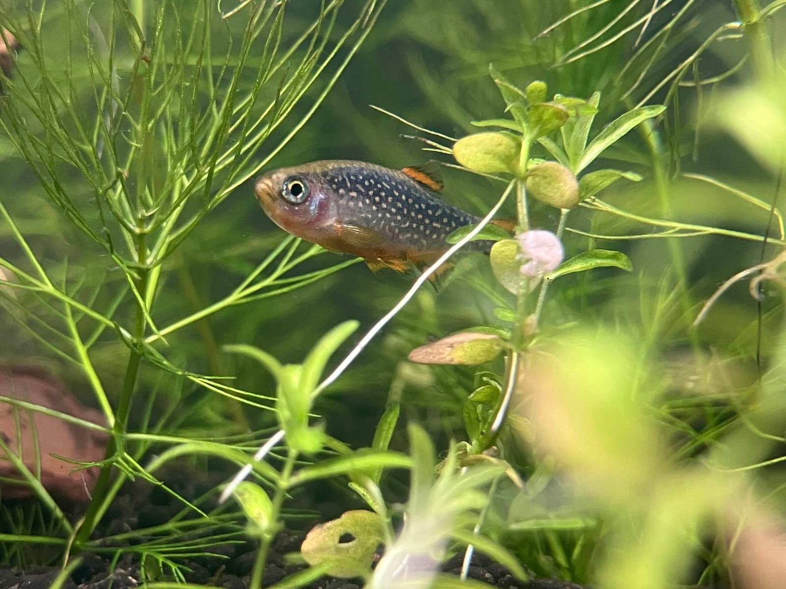 Celestial Pearl Danio: The Galaxy Rasbora (image credits: wikimedia)