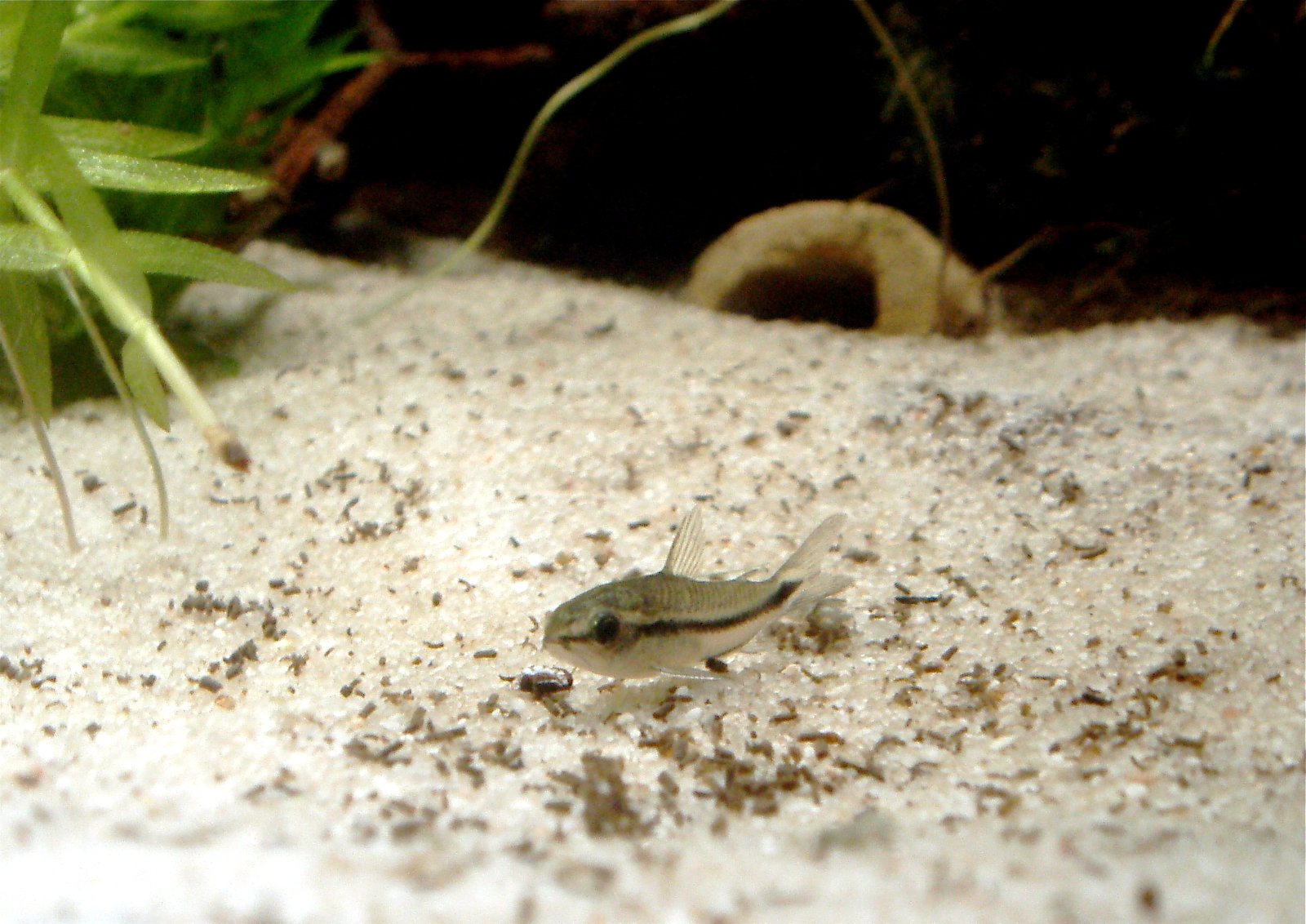 Pygmy Corydoras: The Miniature Catfish (image credits: wikimedia)