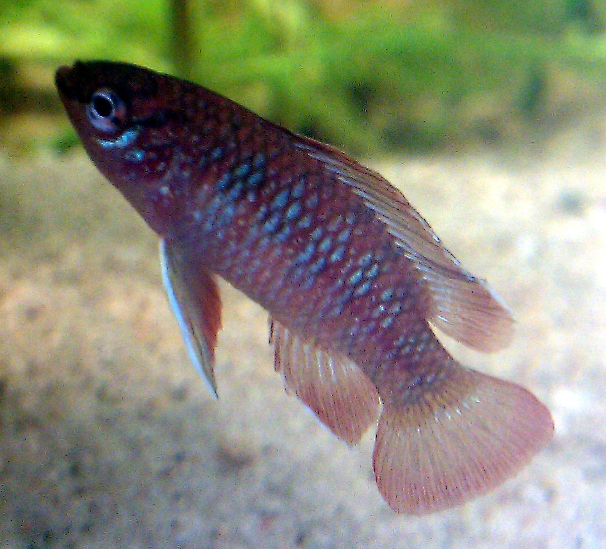 Scarlet Badis: The Jewel of the Tank (image credits: wikimedia)