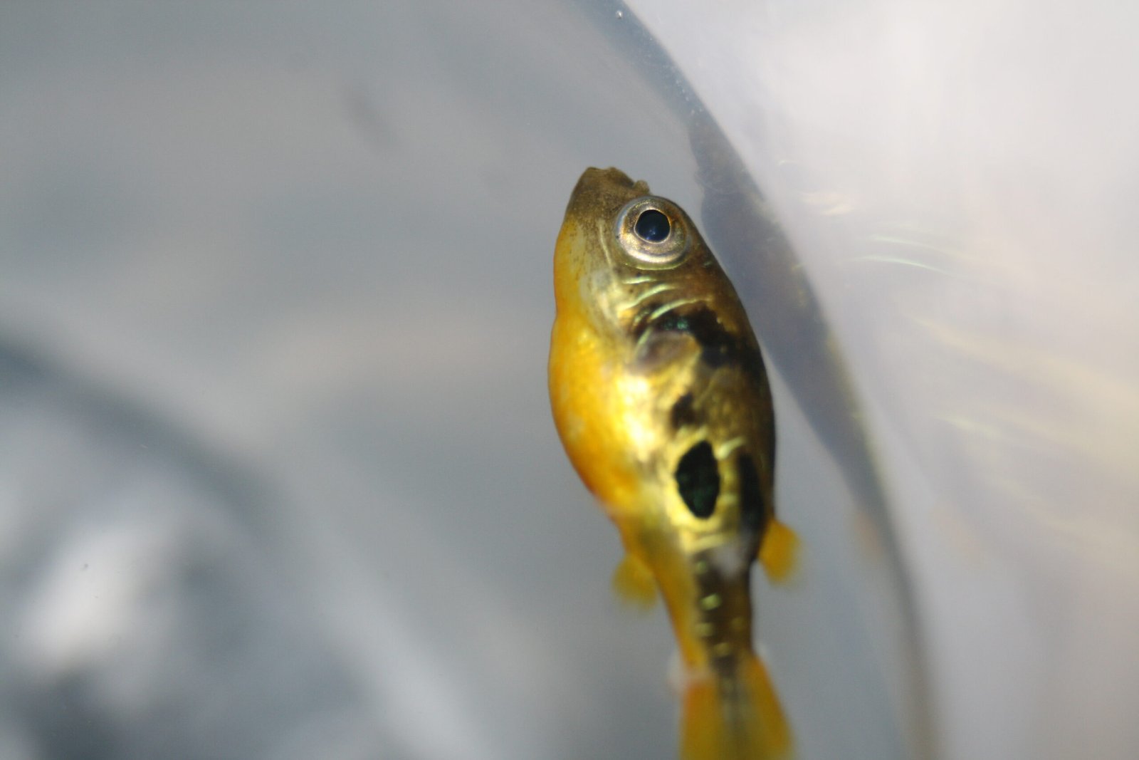 Pea Puffer: The Tiny Titan (image credits: wikimedia)