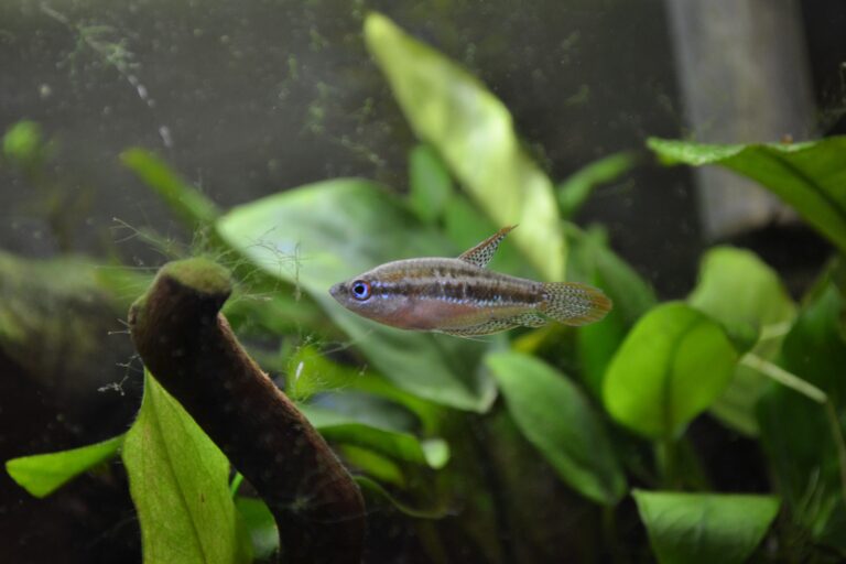 10 Tiniest Fish in The World To Add To Your Aquarium