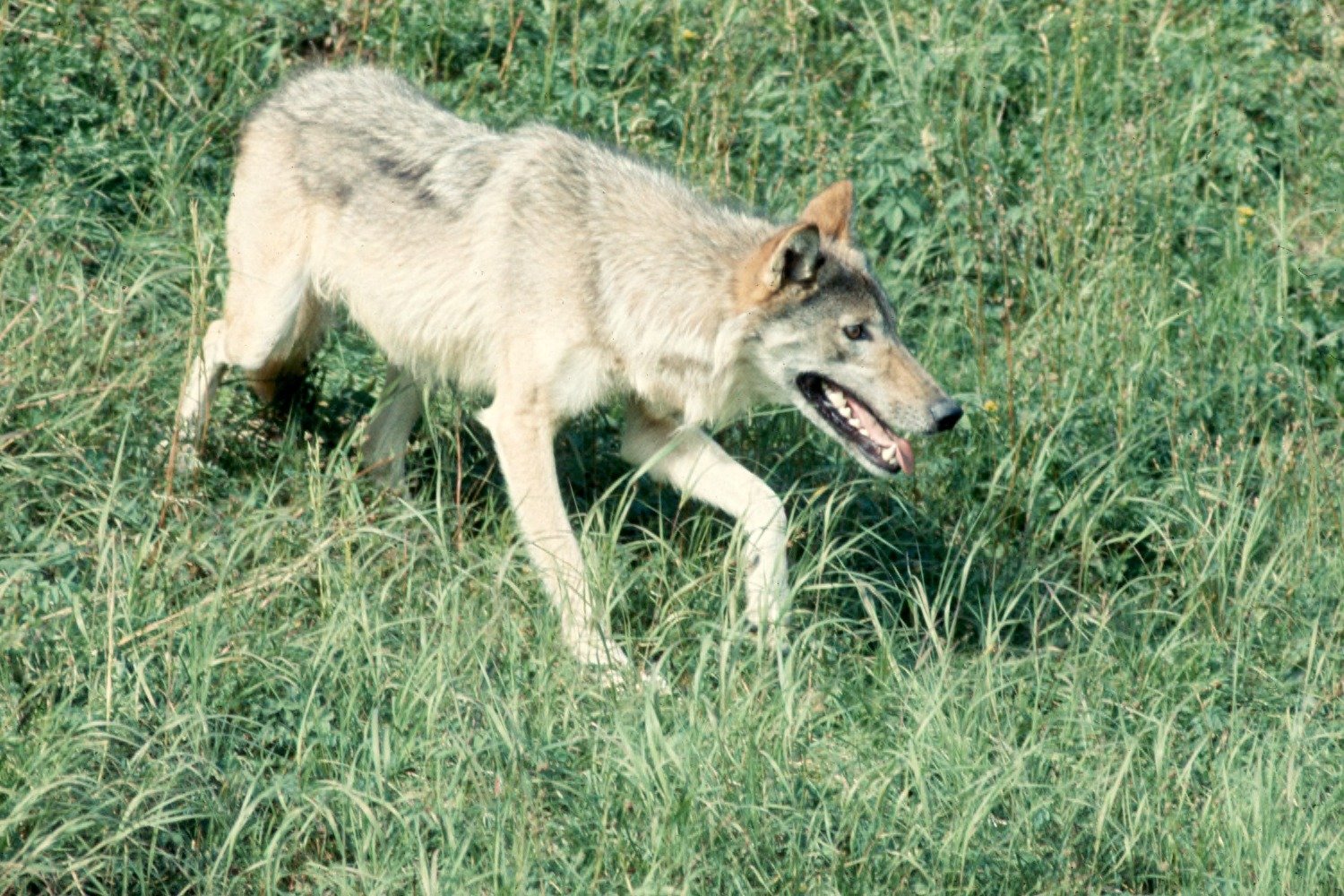 2. Minnesota: The Land of 10,000 Lakes and Wolves (image credits: wikimedia)