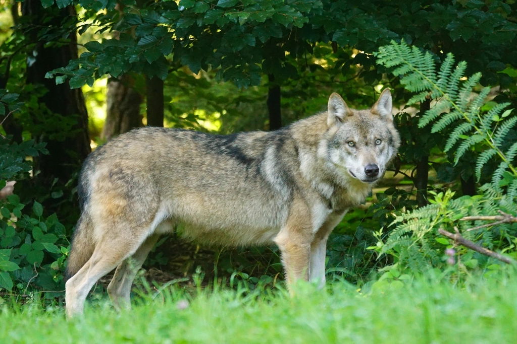3. Wisconsin: A Wolf's Woodland Retreat (image credits: rawpixel)
