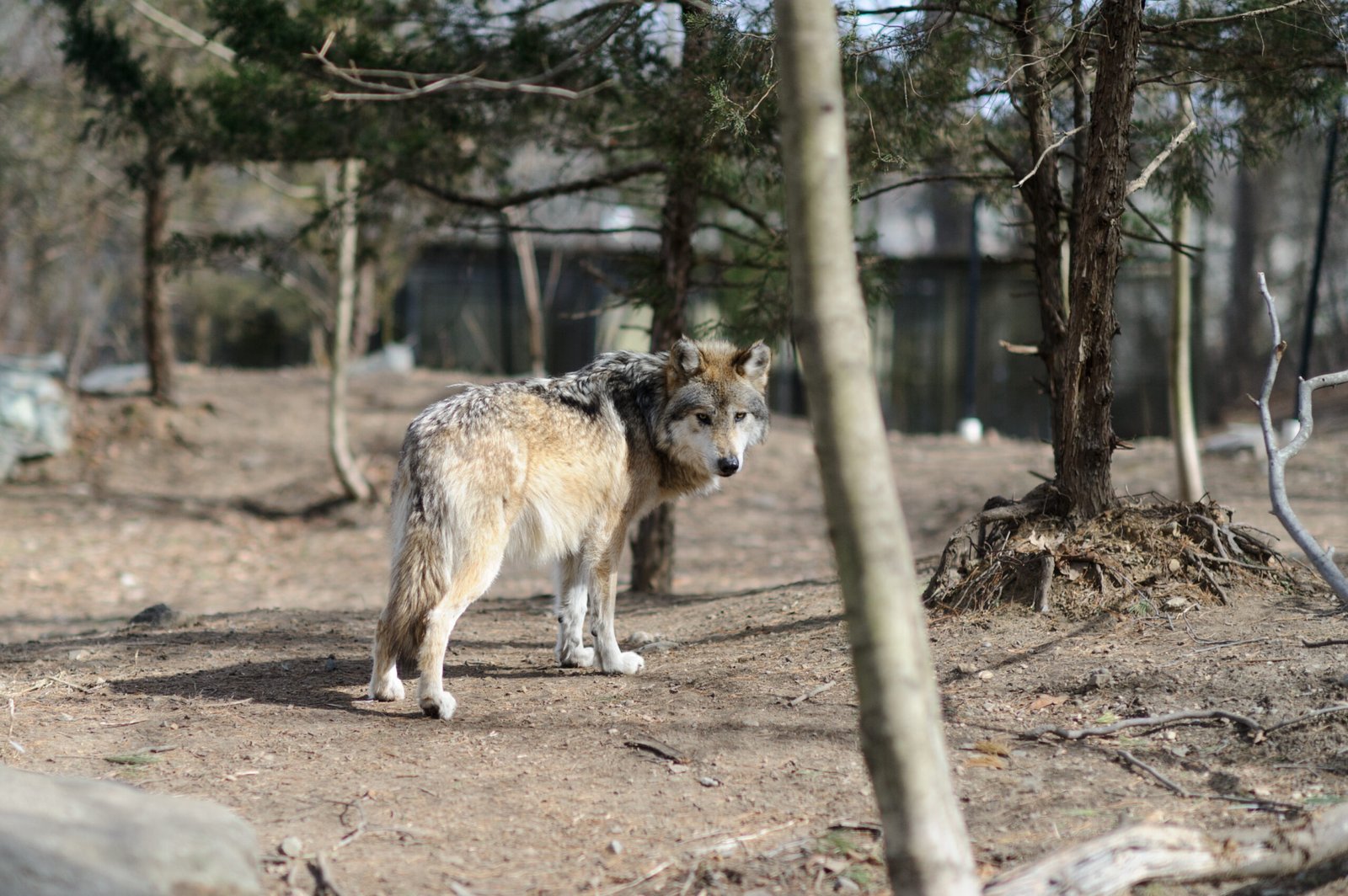 6. Washington: The Pacific Northwest's Wolf Haven (image credits: wikimedia)