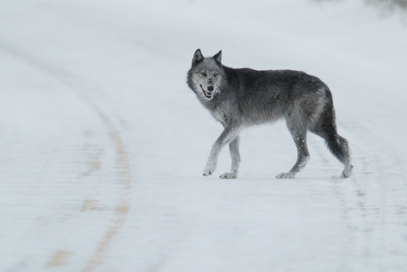 7. Oregon: A Haven for Gray Wolves (image credits: wikimedia)