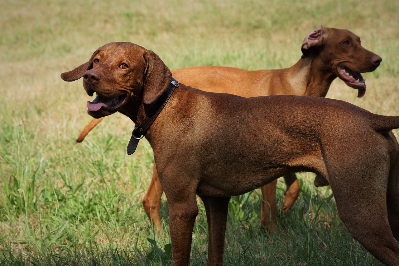 Vizsla: The Velcro Dog (image credits: pixabay)