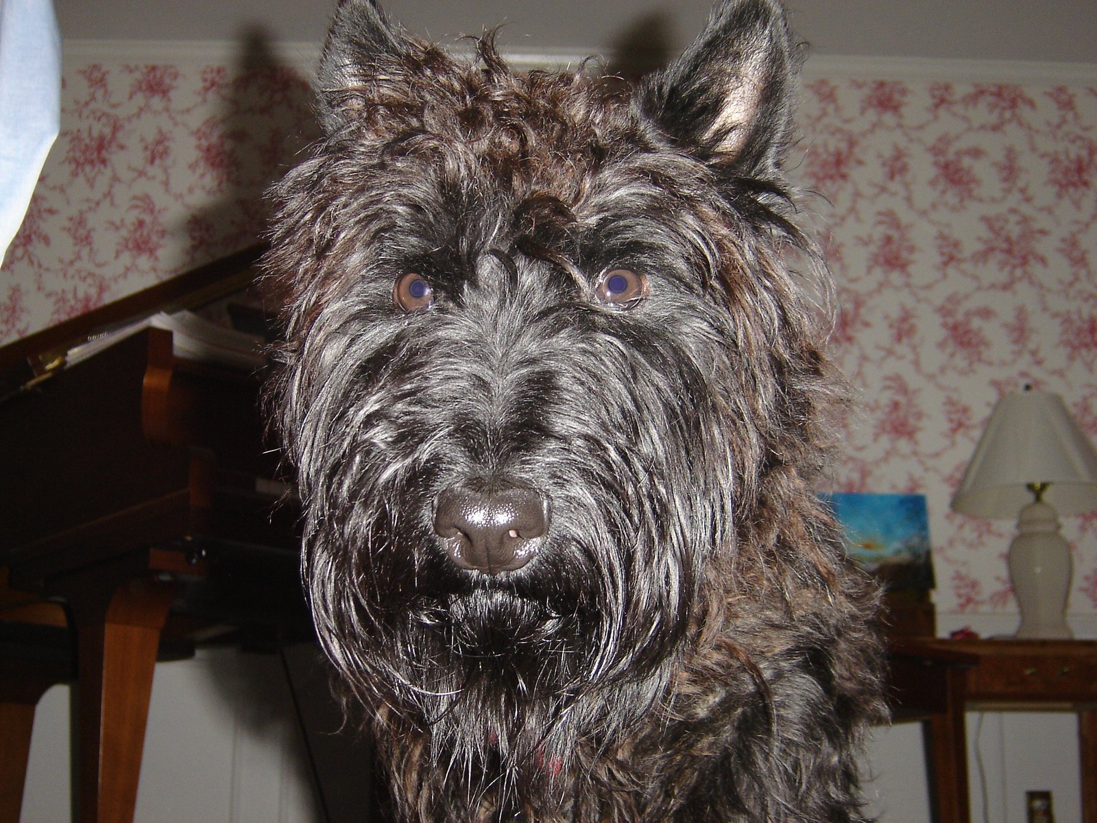 Scottish Terrier: The Proud Pout (image credits: wikimedia)