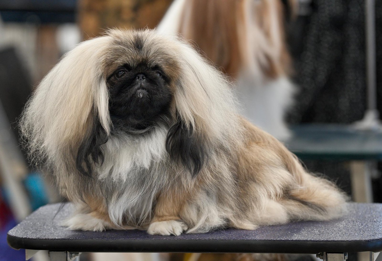 Pekingese: The Royal Scowl (image credits: wikimedia)