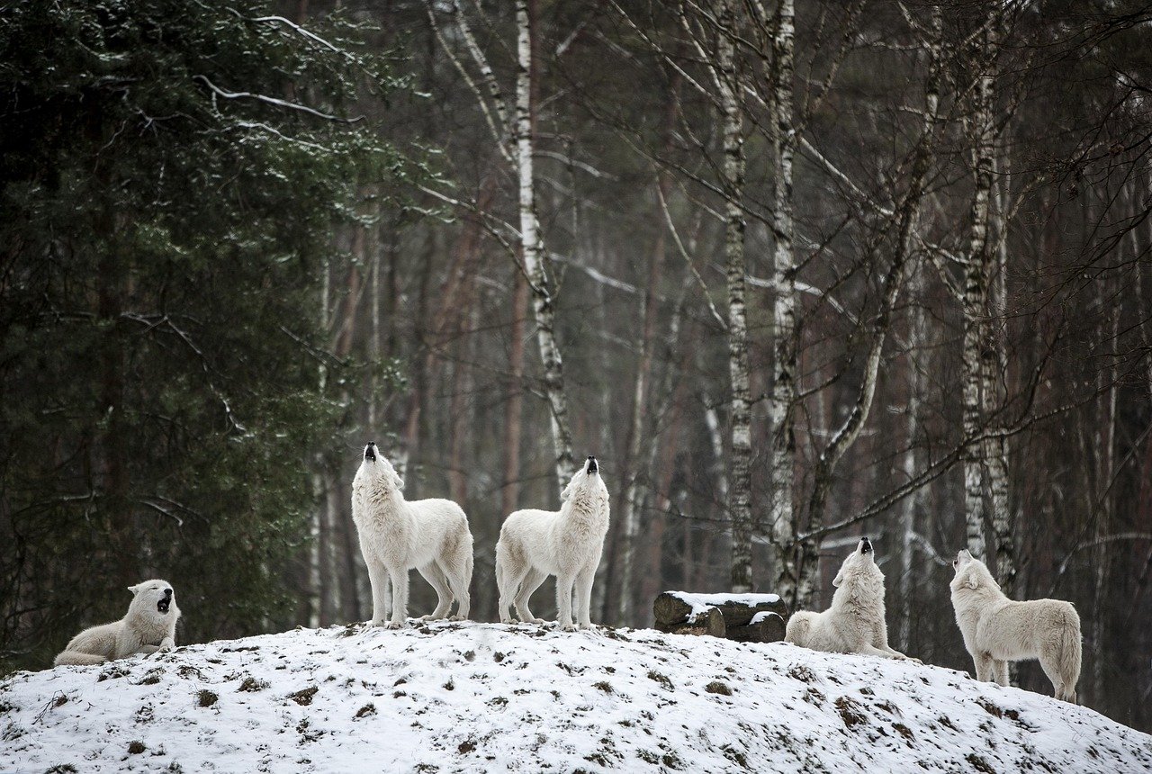 Understanding the Wolf Population in Minnesota (image credits: pixabay)