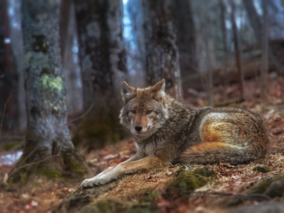 Backing Away Slowly (image credits: stocksnap)